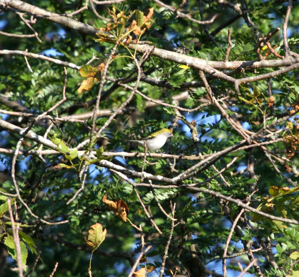 IMG 1298 c Chestnut-sided Warbler Perry Farm Bourbonnais IL 8-22-2015