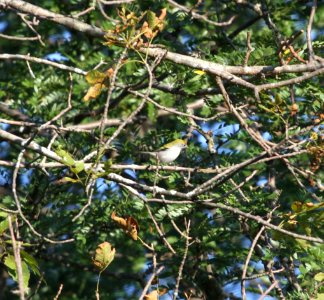 IMG 1298 c Chestnut-sided Warbler Perry Farm Bourbonnais IL 8-22-2015