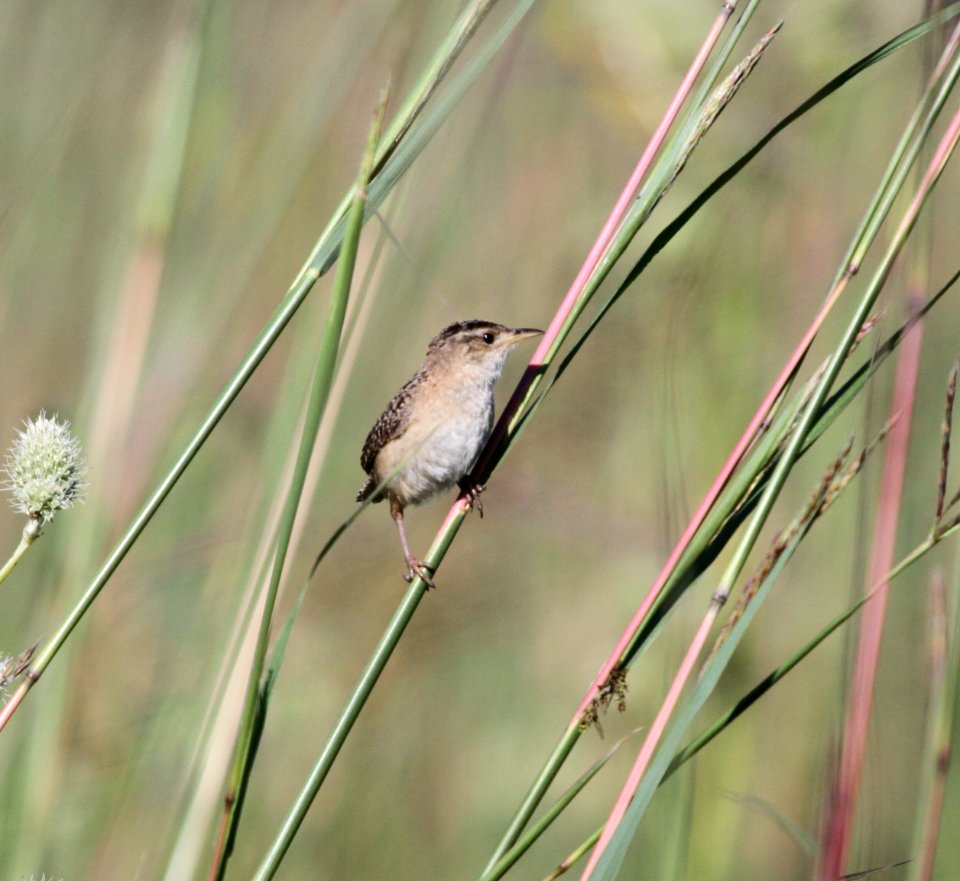 IMG 1374 c Sedge Wren Perry Farm Bourbonnais IL 8-22-2015