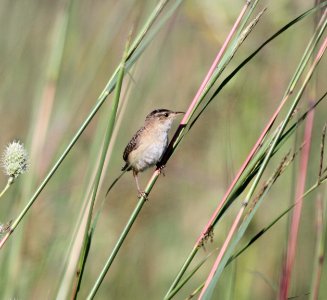 IMG 1374 c Sedge Wren Perry Farm Bourbonnais IL 8-22-2015
