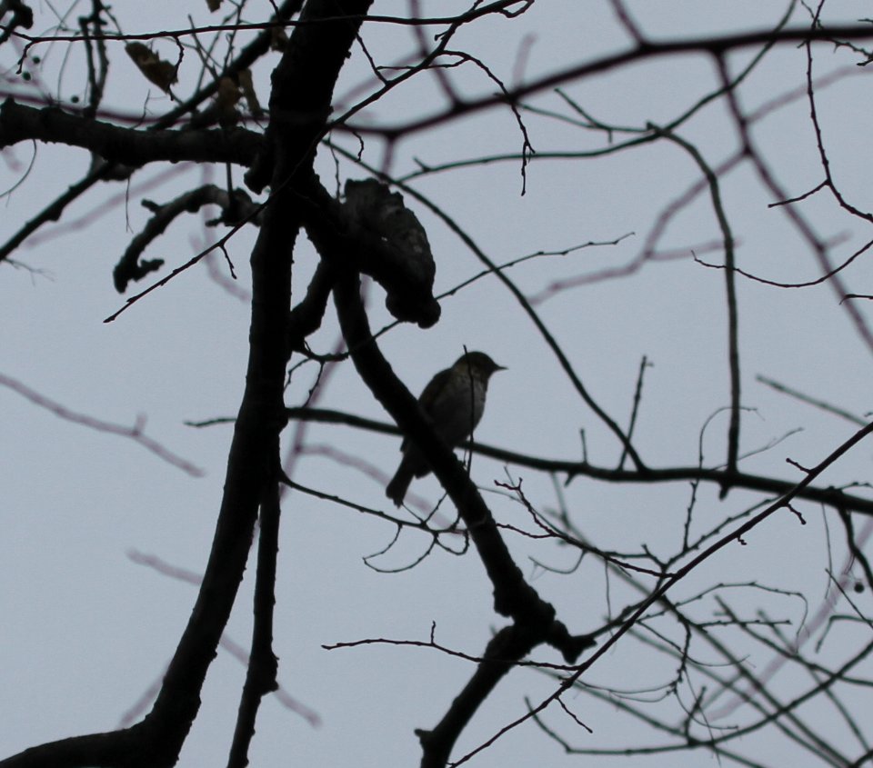 IMG 5803 c Hermit Thrush LeVasseur Park-Perry Farm IL 11-30-2015