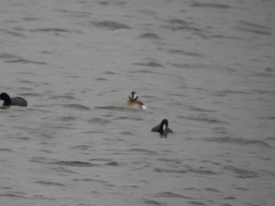 DSCN9708c Long-tailed Duck Willow Slough FWA IN 4-13-2018