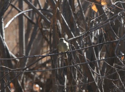 IMG 6313 Hammond's Flycatcher Watson Lake Yavapai Co AZ 12-29-2015