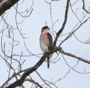 IMG 5664 c Cooper's Hawk LeVasseur Park- Perry Farm IL 11-23-2015