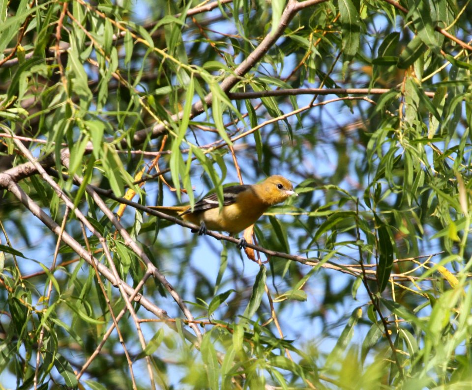IMG 0949 c Baltimore Oriole Whispering Willows Kankakee Co IL 8-6-2015