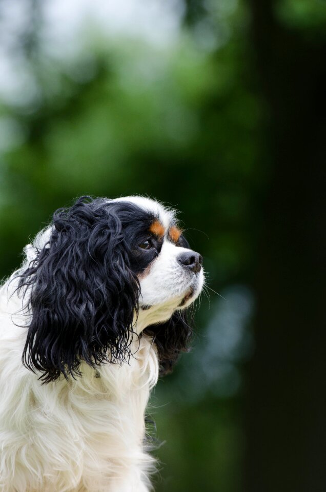 Portrait view fur