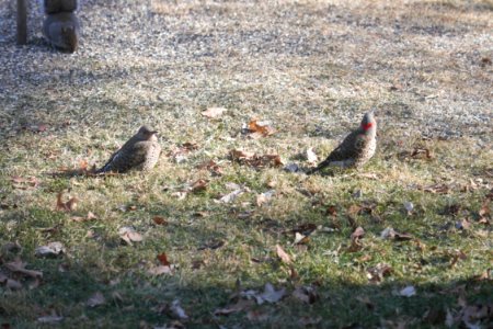 IMG 7215c Northern Flicker Hse Kankakee IL 1-14-2018 photo