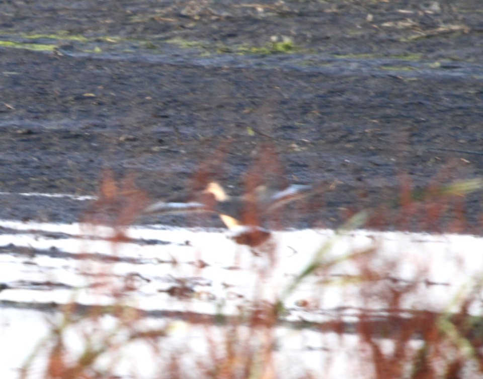 IMG 5155 c Hudsonian Godwit Iroquois Co IL 11-11-2015