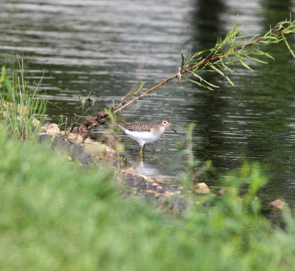 IMG 1121 c Solitary Sandpiper Whispering Willows Kankakee Co IL 8-15-2015
