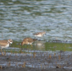 DSCN7842 c Semipalmated Sandpiper Whispering Willows Kankakee Co IL 8-8-2015