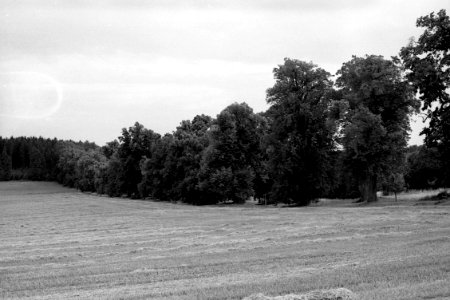 Canon EOS 30 with Canon EF 50mm f/1,8 II -  Nové Dvory Linden Avenue 01
