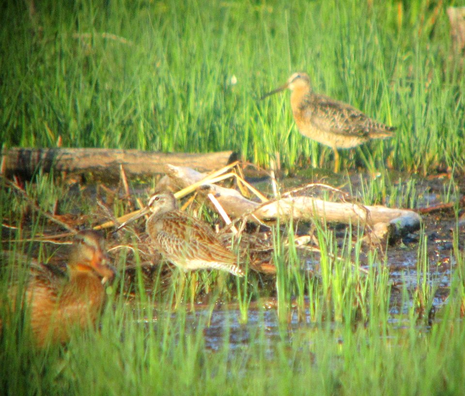 IMG 1964 c Short-billed Dowitcher Samuel Myers Park Racine WI 8-10-2015