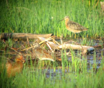 IMG 1964 c Short-billed Dowitcher Samuel Myers Park Racine WI 8-10-2015