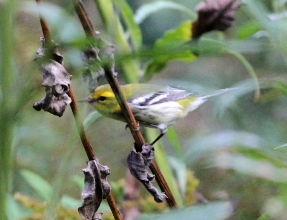 IMG 3239 c Black-throated Green Warbler Hse Kankakee IL 9-27-2015
