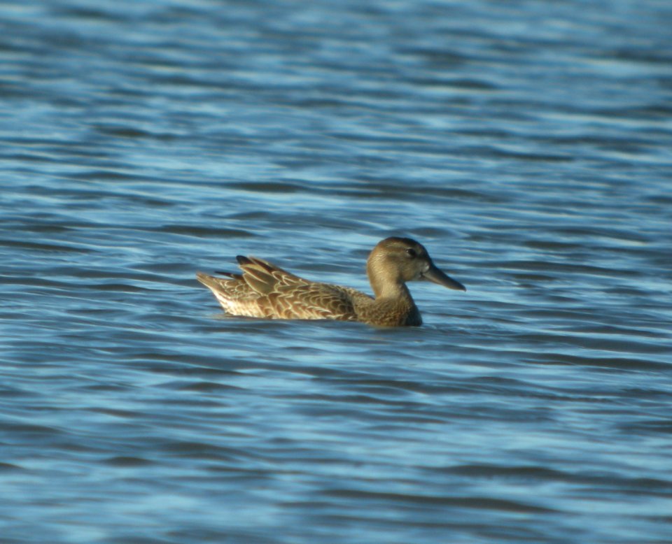 DSCN7741 c Blue-winged Teal Whispering Willows Kankakee Co IL 7-31-2015