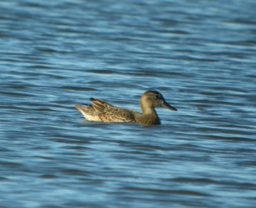 DSCN7741 c Blue-winged Teal Whispering Willows Kankakee Co IL 7-31-2015