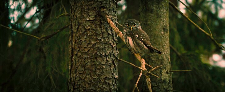 Nature wild branch photo