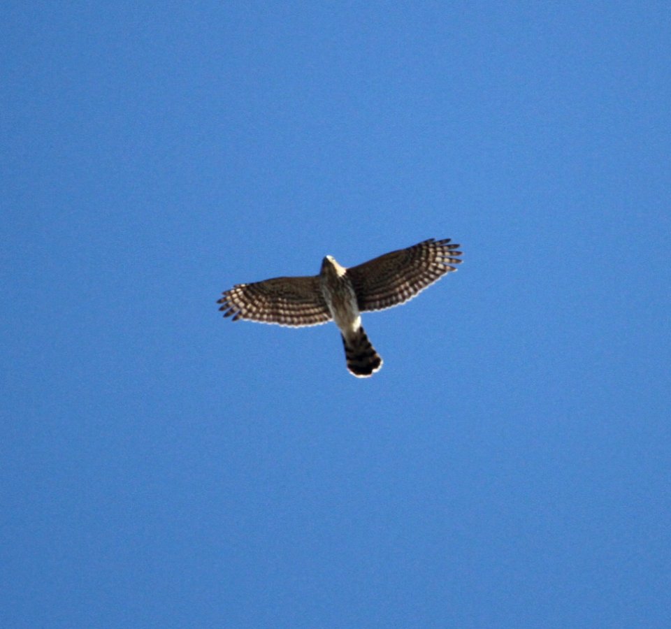 IMG 4596 c Cooper's Hawk Iroquois Co IL 10-25-2015