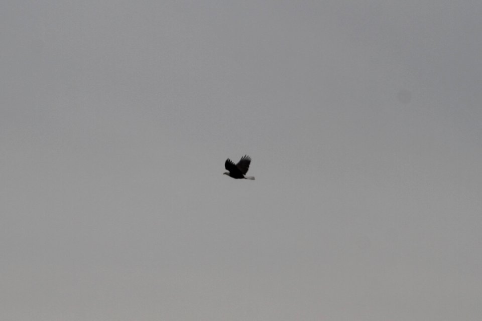 IMG 8463c Bald Eagle Beckman Park Kankakee IL 3-24-2018
