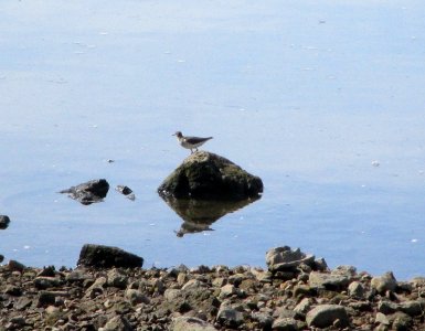 IMG 2318c Spotted Sandpiper Perry Farm Kankakee Co IL 8-9-2016