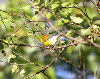 IMG 1441 c Prothonotary Warbler LaSalle FWA IN 8-24-2015 photo