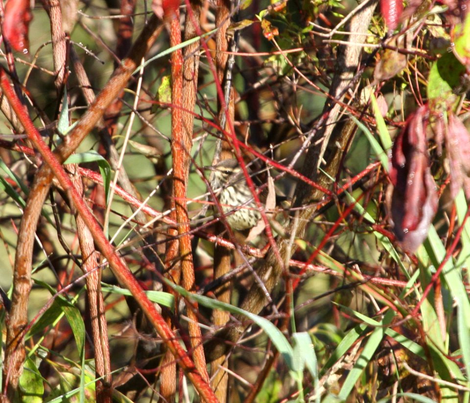 IMG 2871 c Northern Waterthrush Heiland FP Kankakee Co IL 9-22-2015