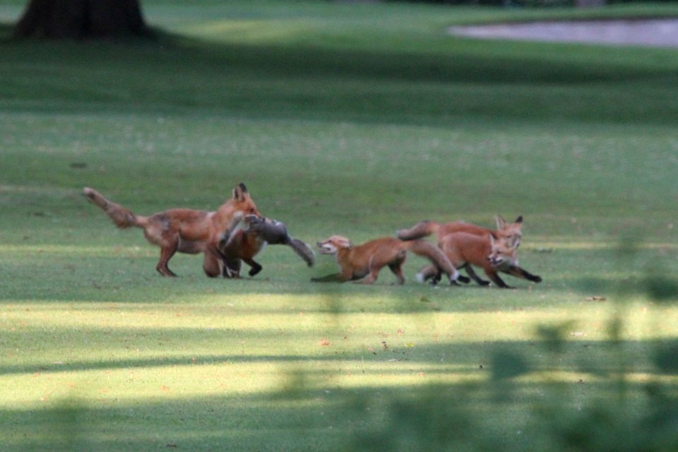 IMG 0182c Red Fox Hse Kankakee IL 5-28-2018