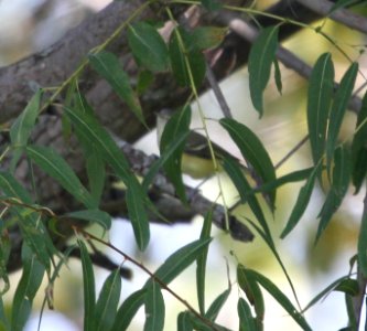 IMG 2379 c Bell's Vireo Willow Slough FWA IN 9-15-2015