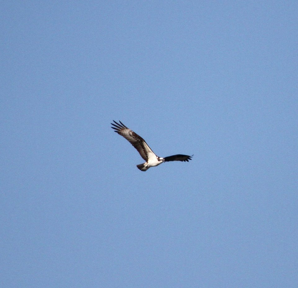 IMG 2417 c Osprey River Rd Park Kankakee IL 9-16-2016