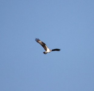 IMG 2417 c Osprey River Rd Park Kankakee IL 9-16-2016
