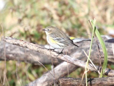 IMG 5441 c Yellow-rumped Warbler LeVasseur Park- Perry Farm IL 11-23-2015 photo