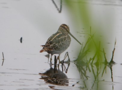 DSCN8297 c Wilson's Snipe TNC Kankakee Sands IN 10-5-2015