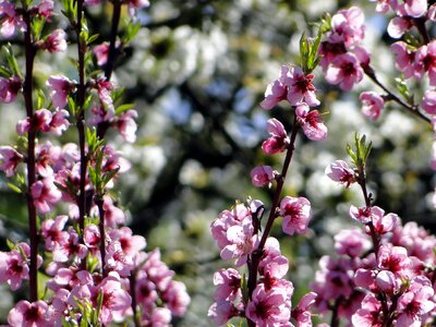April plant blossom