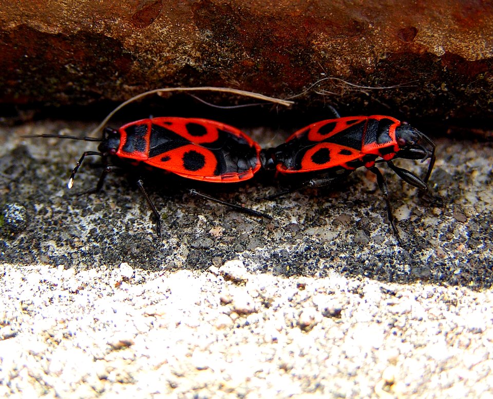 Copulating Firebugs