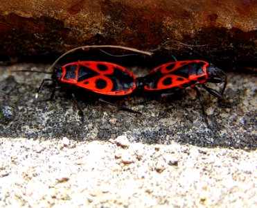Copulating Firebugs