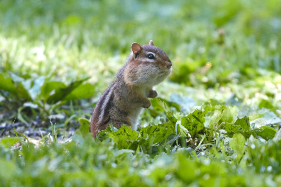 IMG 0127c Eastern Chipmunk Hse Kankakee IL 5-26-2018