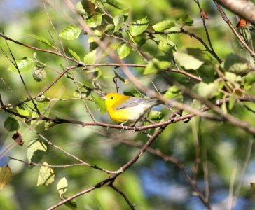 IMG 1442 c Prothonotary Warbler LaSalle FWA IN 8-24-2015 photo