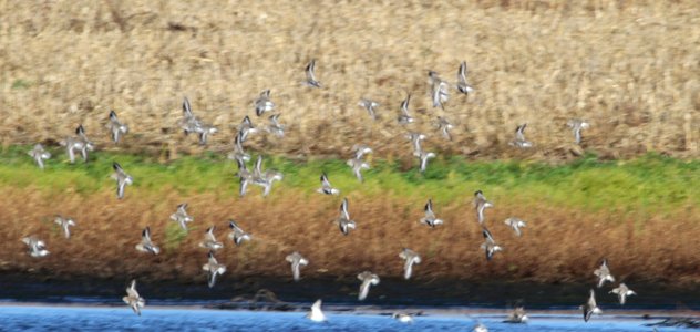 IMG 4924 c Dunlin Iroquois Co IL 11-6-2015