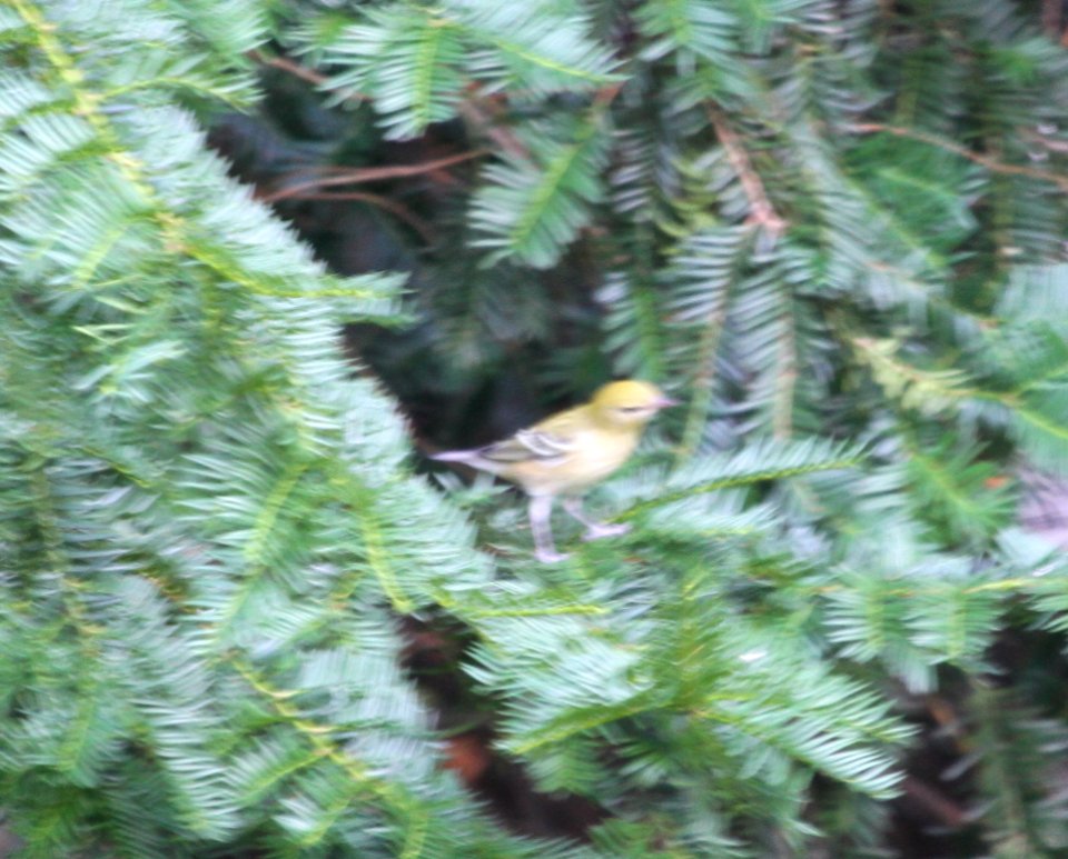 IMG 2300 c Bay-breasted Warbler Hse Kankakee IL 9-14-2015