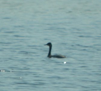 DSCN0207 c Eared Grebe Newton Co IN 8-18-13