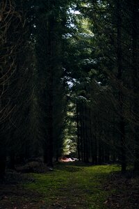 Glade nature spring