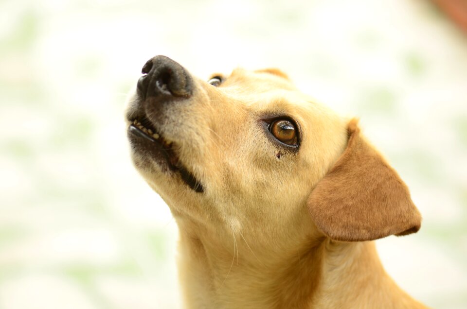 Muzzle guy dog eyes