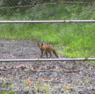 IMG 1784 c Red Fox Gar Creek Trail Kankakee IL 6-29-2015