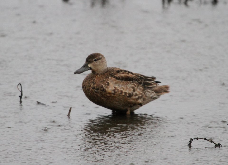 IMG 4759 c Blue-winged Teal Iroquois Co IL 10-31-2015