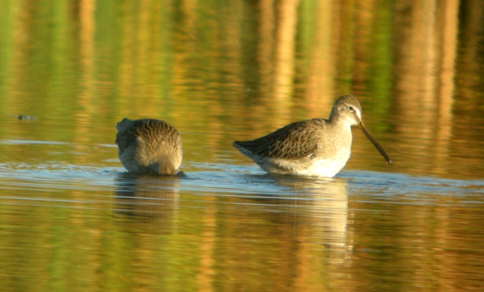 DSCN8500 c Long-billed Dowitcher TNC Kankakee Sands IN 10-14-2015