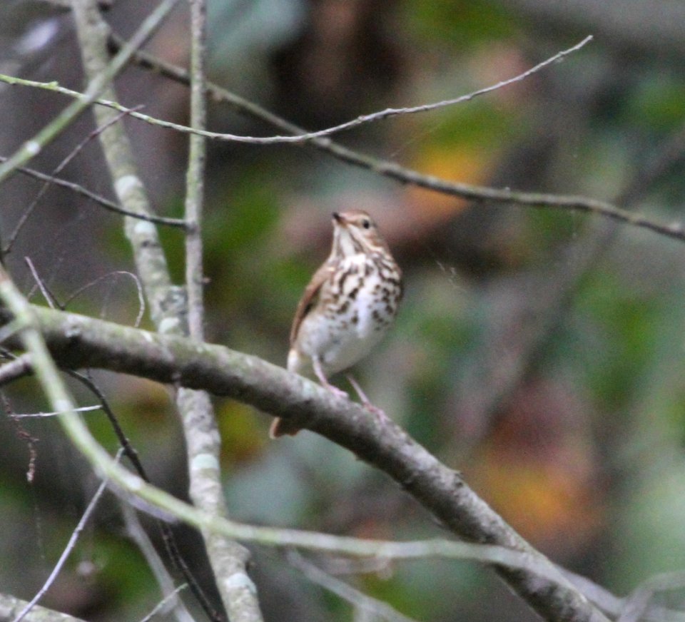 IMG 3625 c Hermit Thrush LaSalle FWA IN 10-9-2015