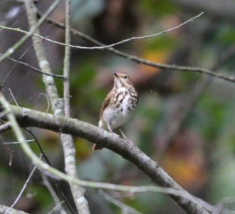 IMG 3625 c Hermit Thrush LaSalle FWA IN 10-9-2015