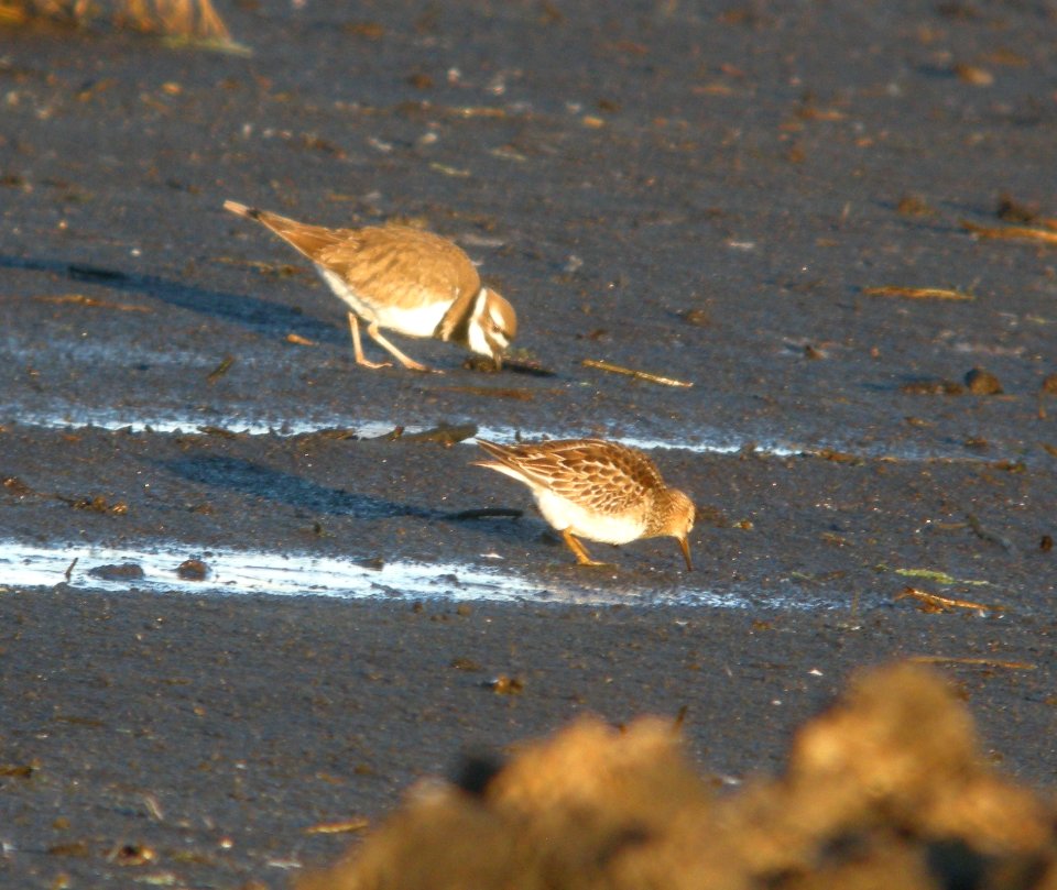 DSCN8939 c Pectoral Sandpiper Iroquois Co IL 11-8-2015