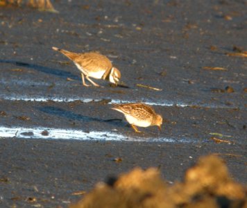 DSCN8939 c Pectoral Sandpiper Iroquois Co IL 11-8-2015