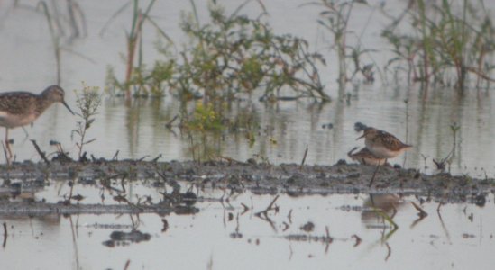 DSCN7556 c Lesser Yellowlegs Least Sandpiper Whispering Willows Bourbonnais IL 7-6-2015